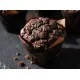 Chocolate Muffin